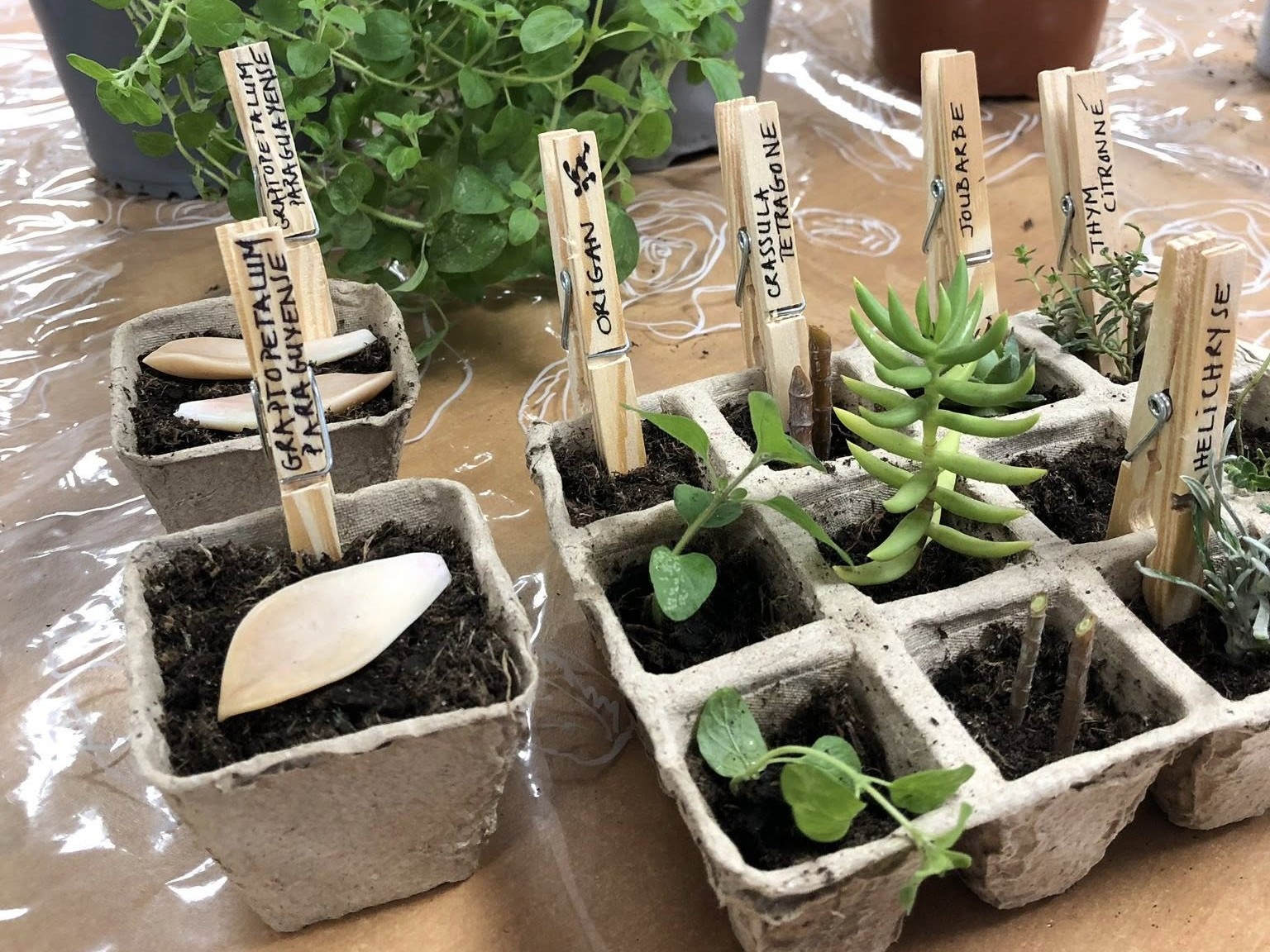 Un Jardin de Sens et de Partage pour les Aidants et leurs Proches